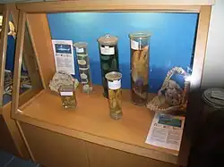 Shark ontogeny