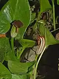Plants of Arisarum vulgare