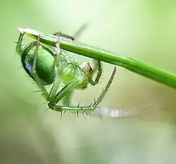 Araneus juniperi