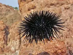 Arbacia lixula