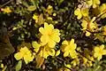 Bunch of flowers