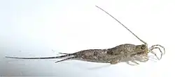"Petrobius maritimus" (Archaeognatha: Machilidae)