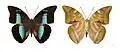 Archaeoprepona demophon - both sides
