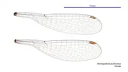 Female wings