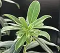 Young, non-flowering, Autumn shoot showing hairiness of young foliage - as described in Greek-derived genus name