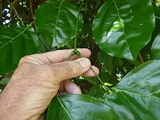 Foliage