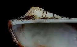Arcidae hinge