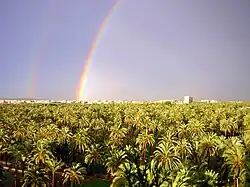 Elche