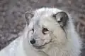 Arctic fox (Vulpes lagopus) in Zooparc de Trégomeur, 2025