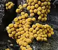 Arcyria versicolor