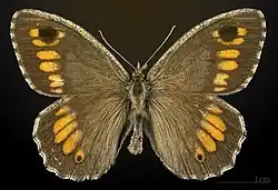 Male, dorsal view