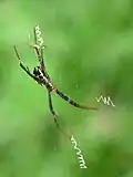 "mating thread dance"