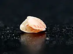 lateral view