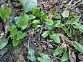 Leaves