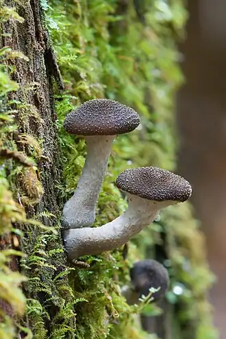 Image 9 Honey fungus Photo: Noodle snacks Mushrooms of Armillaria hinnulea, a species of honey fungus (or "pidpenky", from Ukrainian). Honey fungi are parasitic fungi that live on trees and woody shrubs. As a forest pathogen, it can be very destructive because unlike most parasites, it does not need to moderate its growth in order to avoid killing its host, since it will continue to thrive on the dead material. Honey fungi are long lived and form some of the largest living organisms in the world, including one that covers more than 3.4&nbsp;sq&nbsp;mi (8.8&nbsp;km2) and is thousands of years old. The mushrooms are edible, but can be easily confused with poisonous Galerina species, which can grow side-by-side with Armillaria. More selected pictures