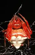 showing eyes