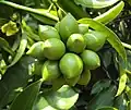 Fruits