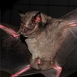 Brown bat