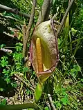 A. concinnatum
