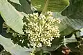 Flower cluster