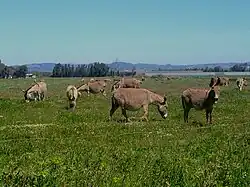 A meadow (pasture) maintained by grazing livestock