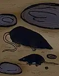 Top, compared to Neomys below.