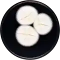 Aspergillus arcoverdensis growing on CYA plate