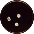 Aspergillus askiburgiensis growing on MEAOX plate