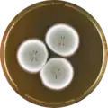 Aspergillus flavipes growing on MEAOX plate