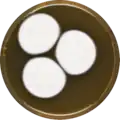 Aspergillus granulosus growing on MEAOX plate