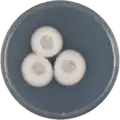 Aspergillus insuetus growing on CYA plate