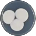 Aspergillus insulicola growing on CYA plate