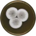 Aspergillus keveii growing on MEAOX plate