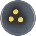 Aspergillus neoflavipes growing on CYA plate