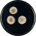 Aspergillus occultus growing on CYA plate