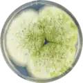 Aspergillus parasiticus growing on CYA plate