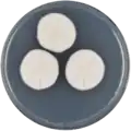 Aspergillus primulinus growing on CYA plate