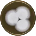 Aspergillus pseudodeflectus growing on MEAOX plate