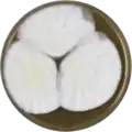 Aspergillus pseudonomius growing on MEAOX plate