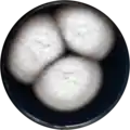 Aspergillus pulvericola growing on CYA plate