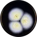 Aspergillus salwaensis growing on MEAOX plate