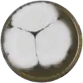 Aspergillus spinosus growing on MEAOX plate