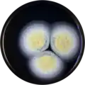 Aspergillus subramanianii growing on MEAOX plate