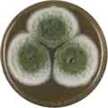 Aspergillus transmontanensis growing on MEAOX plate