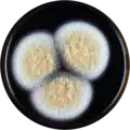 Aspergillus westerdijkiae growing on MEAOX plate