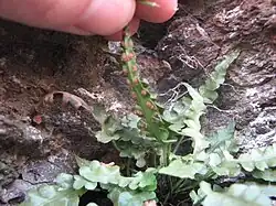 Holding up an A.&nbsp;pinnatifidum leaf to show short, linear sori below