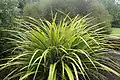 foliage
