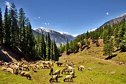 Alpine meadows in Utror