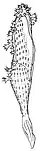 Hahn and Pflug reconstruction of Ausia as a pennatulacean