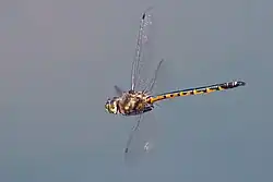 In flight
